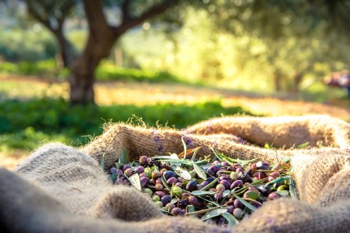 A Taste Beyond Time: The Historical Journey of Olives