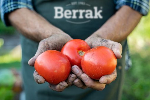 Berrak turşuları, domates tutan erkek elleri