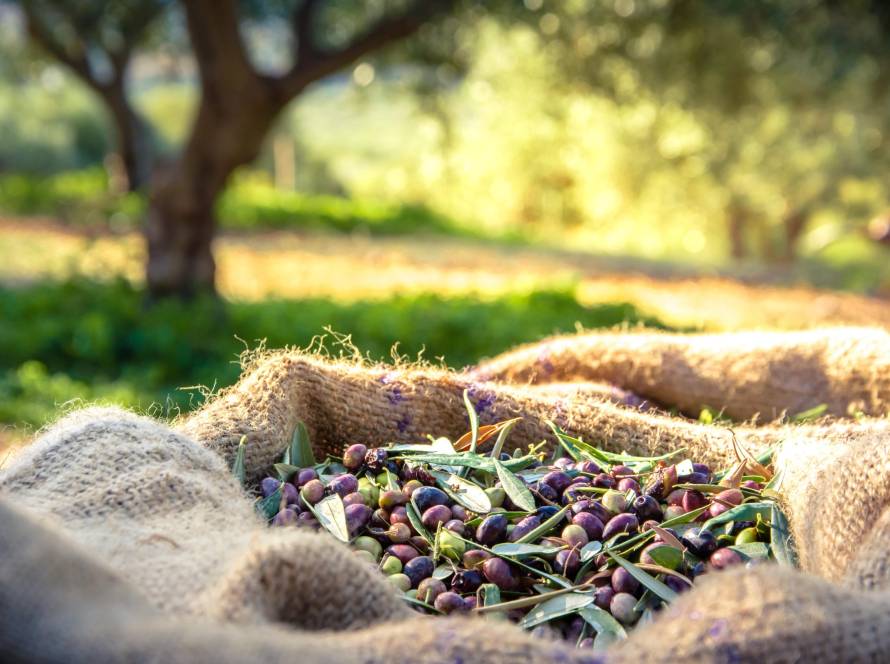 A Taste Beyond Time: The Historical Journey of Olives