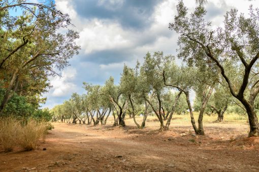 The Journey of Olives: Zeytursan Quality from the Field to Your Table