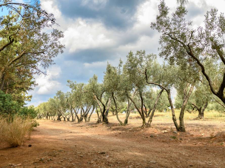 The Journey of Olives: Zeytursan Quality from the Field to Your Table