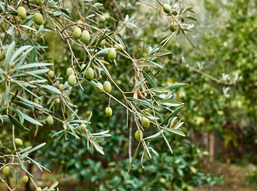 The Journey of Olives through the Eyes of Zeytursan