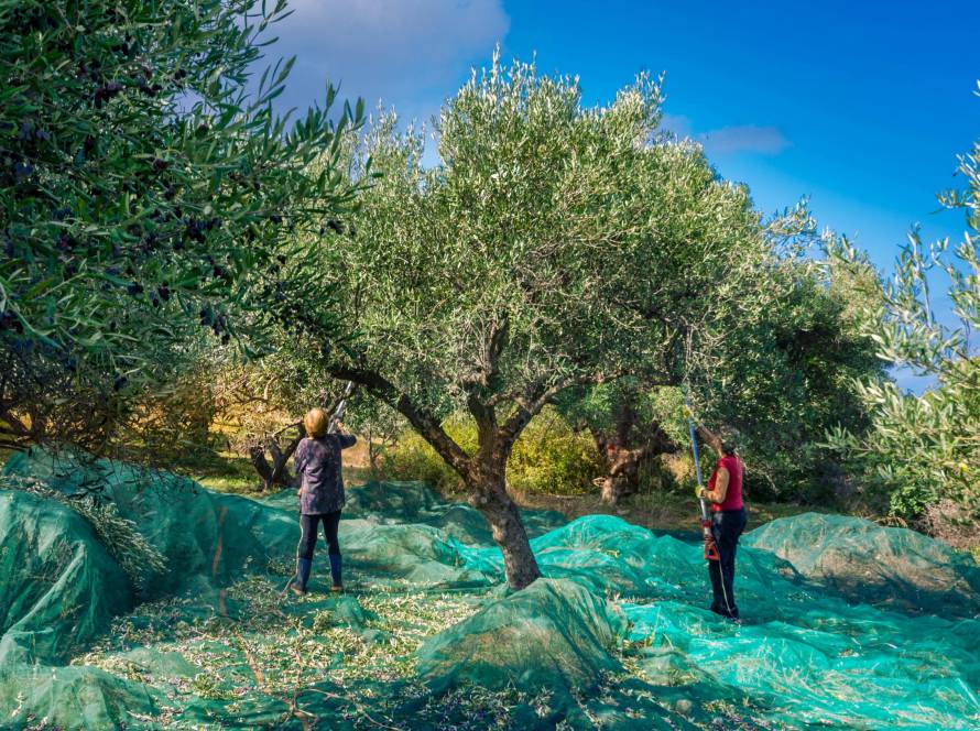 Behind the Scenes of the Harvest Season