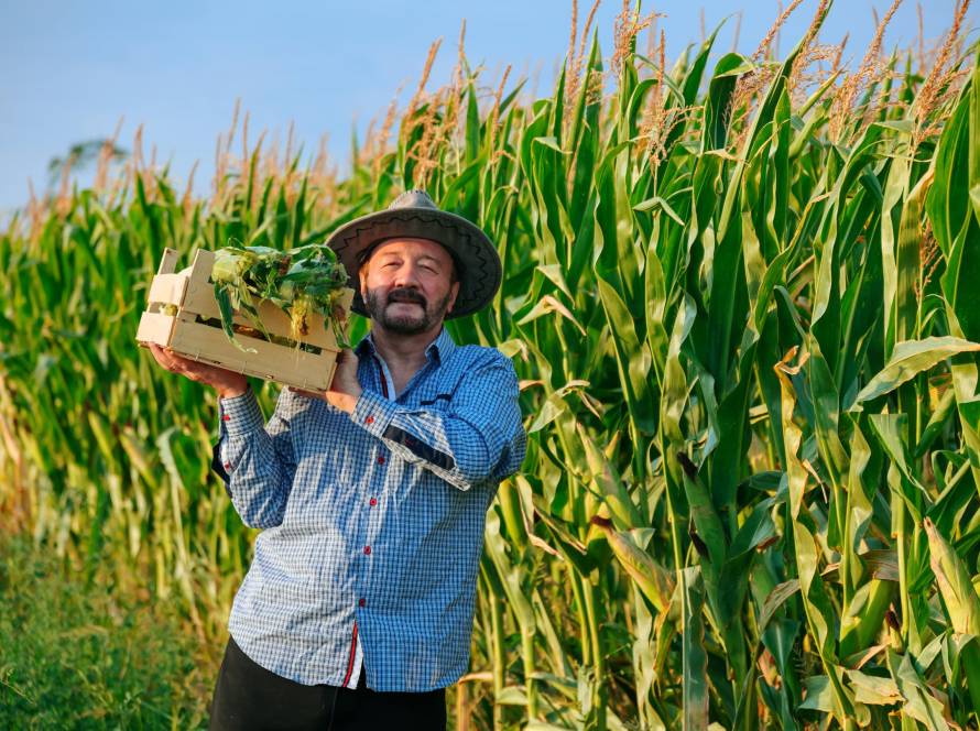 Agricultural Changes in Summer